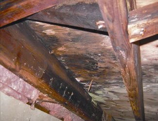 mold and rot in a Houghton crawl space