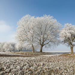 Frost covering trees and a grassy field in Atlantic Mine
