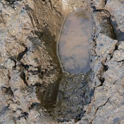 A footprint in the mud of clay soils that is pooling with water