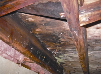rotted crawl space